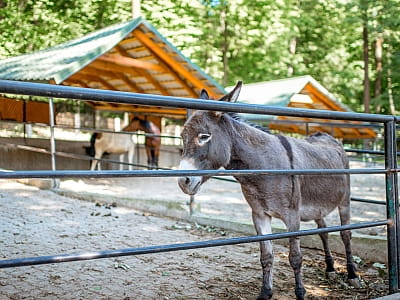 Кінний клуб в заміському комплексі "Бухта Вікінгів" в Старому селі поряд зі Львовом