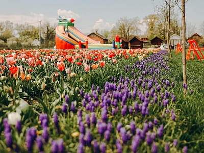 Виставка тюльпанів в сімейному парку "VenGreenery"