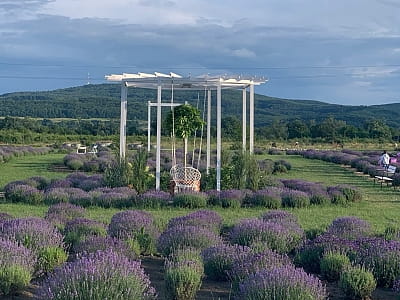 Виставка лаванди в сімейному парку "VenGreenery"