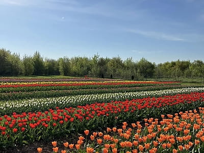 Виставка тюльпанів в сімейному парку "VenGreenery"