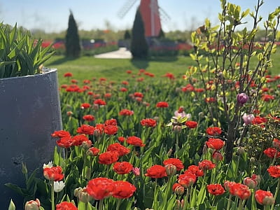 Виставка тюльпанів в сімейному парку "VenGreenery"