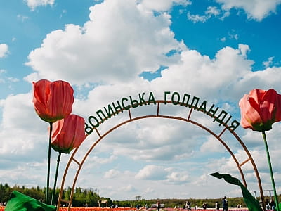 Поле тюльпанів в парку квітів "Волинська Голландія" у Линівці