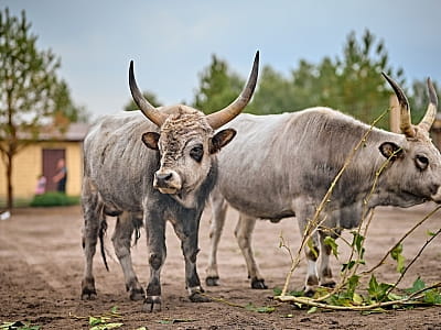 Зоопарк в Сімейному Екопарку Ясногородка