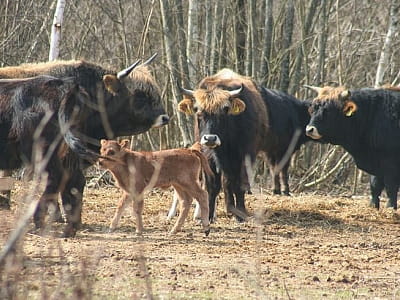 Парк природи «Беремицьке» – це ідеальне місце для відпочинку на природі, де кожен знайде розвагу на свій смак. Від захоплюючих екскурсій та активних прогулянок до релаксу на пляжі та незабутніх свят – тут створені всі умови для комфортного відпочинку дале