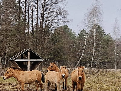 Дикі тварини в екопарку Dereville, унікального куточка природи на 380 гектарах у серці Міжріченського національного парку.