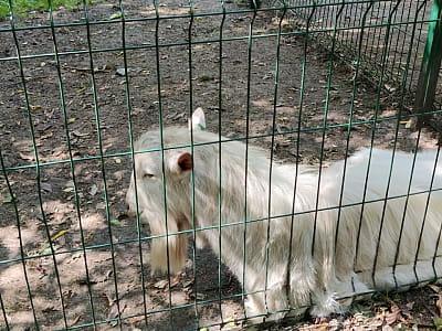 Звіринець в парку культури та відпочинку "Сопільче" в місті Тернопіль