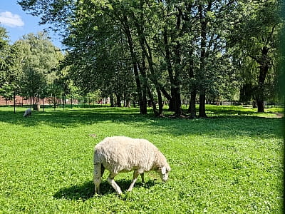 Звіринець в парку культури та відпочинку "Сопільче" в місті Тернопіль