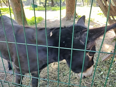 Звіринець в парку культури та відпочинку "Сопільче" в місті Тернопіль