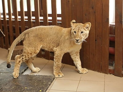 Приватний зоопарк у заміському комплексі Naturalist біля Києва.