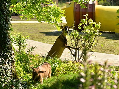 Дитячий майданчик в зоологічно-дендрологічному парку "Джерело" в селі Оброшино