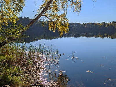  Озеро Засвинське розташоване за 4 км від села Градиськ у східному напрямку, і доїхати сюди з Луцька можна через Маневичі, що знаходяться за 76 км від міста. Далі ще 24 км до Градиська, і останні 4 км - мальовничий шлях до самого озера. 