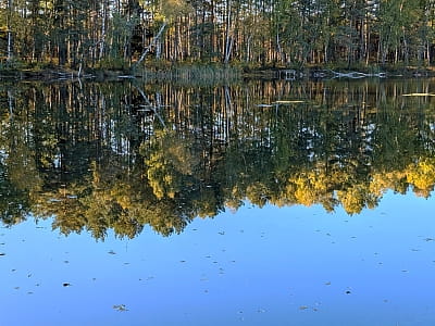 Засвинське озеро, відоме також як Засвідське, розташоване в Камінь-Каширському районі за 3 км на схід від села Градиськ, Волинської області, і є частиною ландшафтного заказника «Градиський».