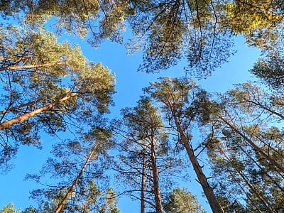 Озеро Засвинське - одне з мальовничих озер Волинської області, розташоване серед лісистих ландшафтів та заболочених берегів. 