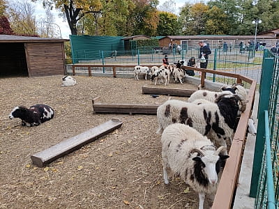 Зоопарк в парку “Межигір'я” в селі Нові Петрівці біля Києва