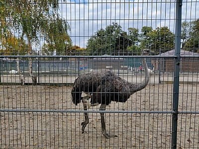 Зоопарк в парку “Межигір'я” в селі Нові Петрівці біля Києва