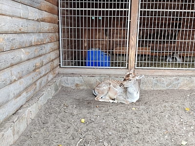 Зоопарк в парку “Межигір'я” в селі Нові Петрівці біля Києва