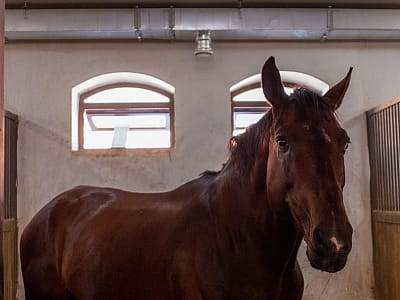 Кінний клуб в заміському комплексі Equides Club біля Києва 