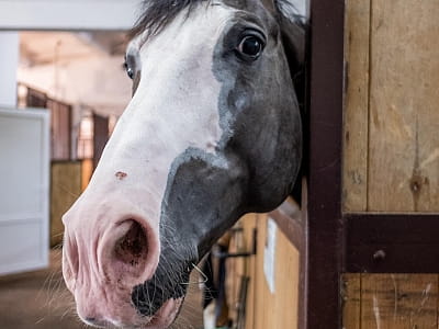 Кінний клуб в заміському комплексі Equides Club біля Києва 
