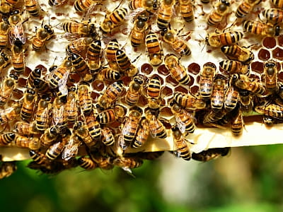 Сон на вуликах в Україні: гармонія з природою та здоров'ям