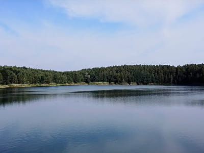 Кришталево чиста вода, соснові ліси, пляжі та рибалка — Блакитні озера в Олешні ідеально підходять для активного й спокійного відпочинку на природі.
