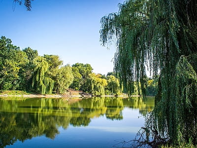 Онуфріївський дендропарк — перлина Кіровоградщини
