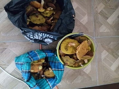 Збір грибі біля заміського комплексу «Перлина Дзвінкова» в селі Дзвінкове Київської області