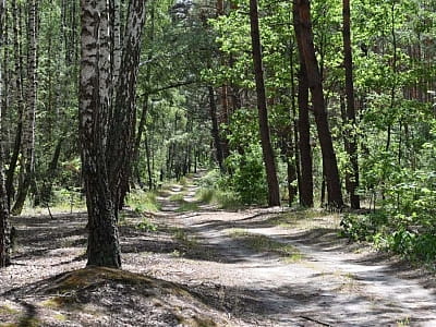 Ліс біля заміського комплексу «Перлина Дзвінкова» в селі Дзвінкове Київської області