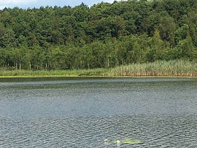 Озеро Погоріле у Волинській області — карстова водойма серед лісів. Риболовля, природа, пірс, маршрут «Озерянське намисто» та дикі краєвиди.