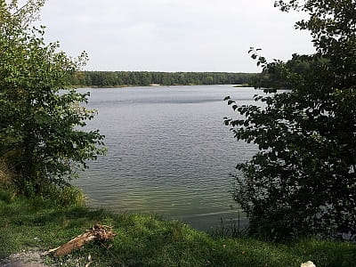 Озеро Відро в Києві — тиха природна оаза серед лісу