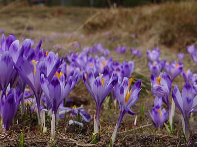 Дендропарк «Березинка» біля Мукачевого – унікальний куточок Закарпаття з понад 300 видами дерев та цвітінням крокусів. Ідеальне місце для відпочинку.