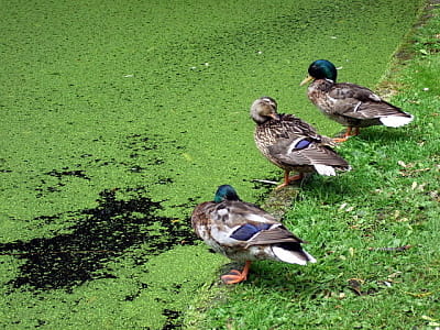 Озеро Підбірна в Києві — довга водойма в Осокорках, місце рибалки, відпочинку й прогулянок серед природи неподалік Дніпра.