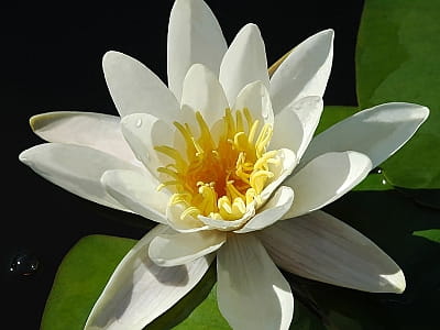 Озеро Піщане — тиха заплавна водойма біля Києва з риболовлею, пташиним різноманіттям і мальовничими луками. Ідеальне місце для відпочинку на природі.