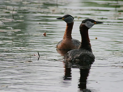Озеро В’язки – мальовнича водойма Дарницького району Києва. Ідеальне місце для рибалки, пляжного відпочинку та прогулянок серед природи.