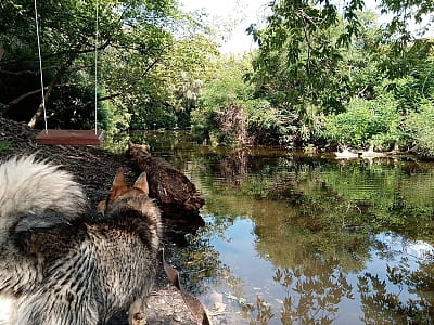 Озеро Яремине в Києві — тиха стариця серед садиб Осокорків, ідеальне місце для риболовлі та спокійного відпочинку на природі.