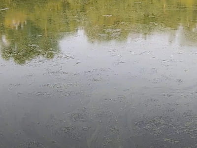 Озеро Зариваха в Дарницькому районі Києва — вузька мальовнича стариця Дніпра для рибалки та прогулянок серед Осокорків.