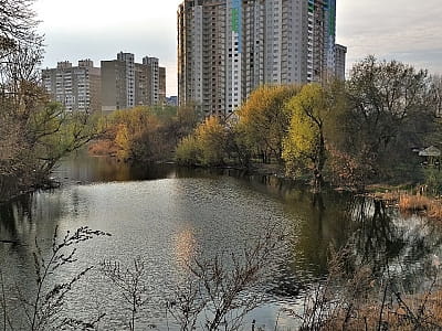 Озеро Жандарка на Позняках — мальовнича водойма Києва з історією, риболовлею, пляжами, птахами та перспективами створення еко-парку.