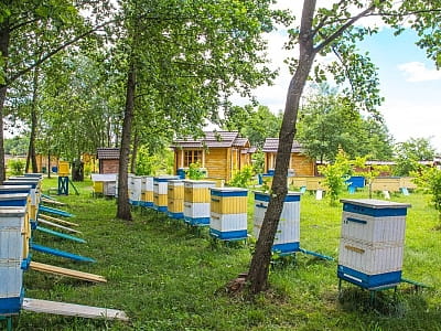 пасіка в заміському комплексі «Чудодієво» в селі Вишпіль Житомирської області