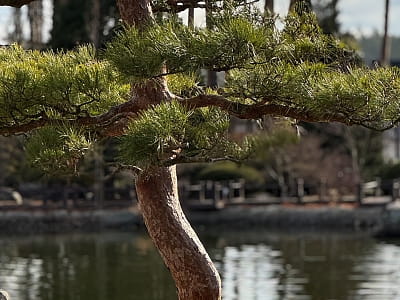Eva Park у Віта-Поштовій – мальовничий ландшафтний парк із японським садом, водоспадами, озером і фотолокаціями. Відпочинок, фотосесії, івенти, гармонія.