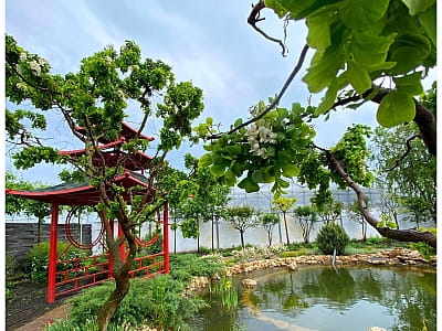 Відвідайте квітковий парк «Камелія» у Крюківщині — 10 садів світу, фотолокації, кафе, розваги та неймовірні квіткові інсталяції біля Києва.