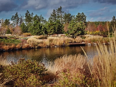 рукотворне озеро заміського комплексу Riverwood Relax Park серед мальовничих соснових лісів села Мошни Черкаської області