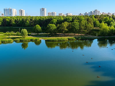 Озеро Рибальське в парку Партизанської слави — тихе місце для рибалки, прогулянок і відпочинку серед соснового лісу на лівому березі Дніпра.
