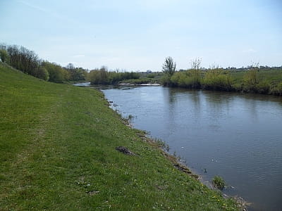 Річка Горинь: витоки на Тернопіллі, траса через Хмельницьку й Рівненську області, впадіння в Прип’ять. Географія, природа, відпочинок, екологія.