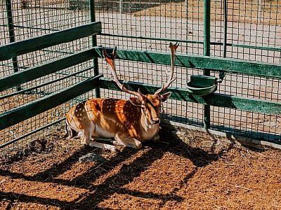 зоопарк в заміському комплексі Хутір «Козацька Долина» у селі Карбівка Кіровоградської області