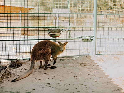 зоопарк в заміському комплексі Хутір «Козацька Долина» у селі Карбівка Кіровоградської області