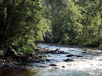 Дізнайтесь про українську Тису: витоки, характер течії, флору-фауну, екологію, історію та найкращі місця для відпочинку й рибалки вздовж закарпатських берегів.