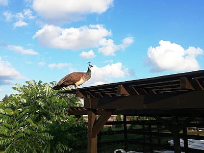 Заміський комплекс «Аквамарин» — це літня рекреаційна локація неподалік Полтави, розташована в селі Цибулі, лише за кілька кілометрів від міста. 