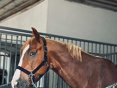 власний кінний комплекс зі школою верхової їзди в заміському комплексі Balka Eco Club у мальовничому куточку Полтавської області, серед природи, тиші та водної гладі