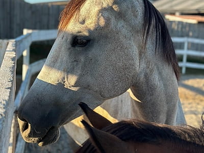 власний кінний комплекс зі школою верхової їзди в заміському комплексі Balka Eco Club у мальовничому куточку Полтавської області, серед природи, тиші та водної гладі