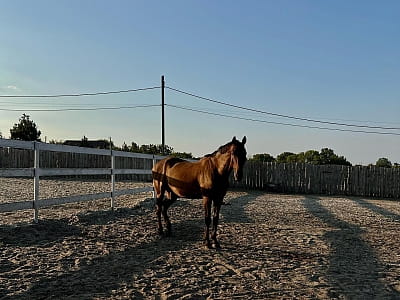 власний кінний комплекс зі школою верхової їзди в заміському комплексі Balka Eco Club у мальовничому куточку Полтавської області, серед природи, тиші та водної гладі