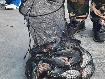 риболовля в заміському комплексі «Хрещатик» у Черкаській області на березі річки Рось у місці її впадіння в Дніпро